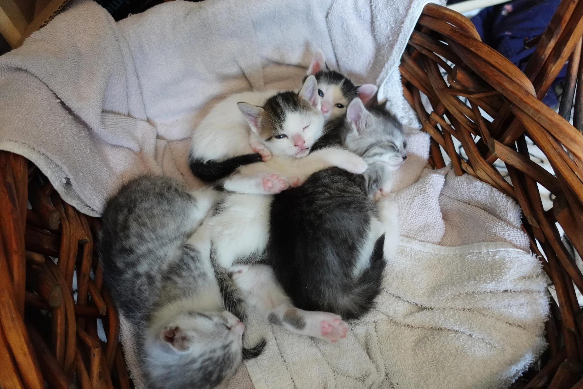 some of Mike's kittens